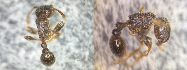 左から、全体写真、図2：2節の腹柄と前伸腹節刺（提供：宮崎県病害虫防除・肥料検査センター）