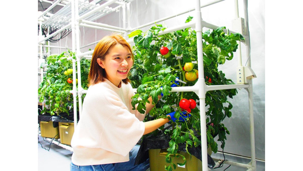 LED植物工場で大玉トマトの栽培成功　宇宙・都市での食料生産も視野　東京大学.jpg
