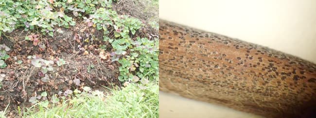 黒変し枯れ上がった茎葉（左）、茎に形成された柄子殻（写真提供：三重県病害虫防除所）