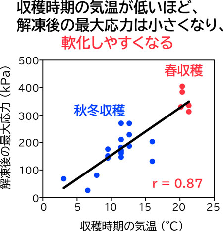 ブロッコリーの最大応力と収穫時期の気温の関係