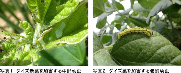 【注意報】ダイズ、野菜類、花き類にオオタバコ写真1：ダイズ新葉を加害する中齢幼虫、写真2：ダイズ葉を加害する老齢幼虫（提供：埼玉県病害虫防除所）