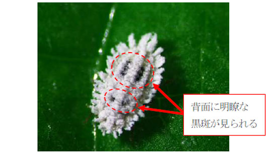 【特殊報】クロテンコナカイガラムシ　県内で初めて確認　兵庫県