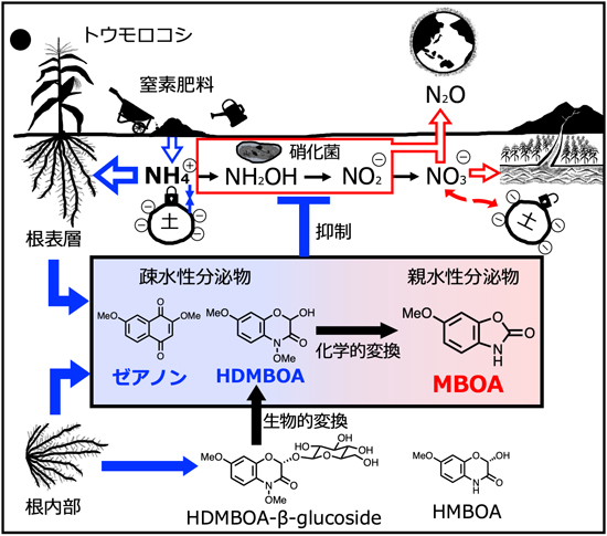 予想されるトウモロコシの生物的硝化抑制（BNI）のメカニズム