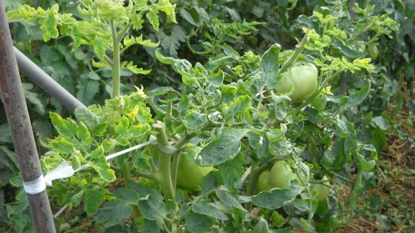 【注意報】トマト黄化葉巻病　県内全域で多発のおそれ　千葉県