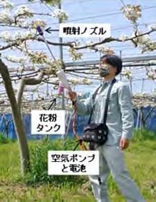 静電風圧式受粉機の作業の様子（提供：静岡県農林技術研究所提供）