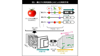トマトの全ゲノム配列情報にAI適用　遺伝子発現を予測する技術開発　岡山大学