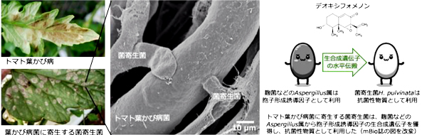 トマトの病原菌を食べる菌発見　作用メカニズム解明でバイオ農薬開発に期待
