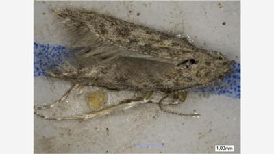 トマトキバガ　県内で確認　長崎県