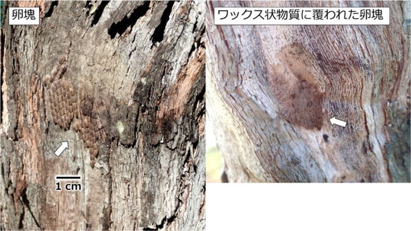 写真4：ブドウの樹幹に産み付けられた卵塊（左）とワックス状物質に覆われた卵塊（写真提供：滋賀県病害虫防除所）