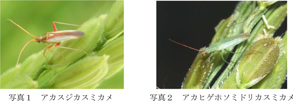 写真1：アカスジカスミカメ、写真2：アカヒゲホソミドリカスミカメ（提供：山形県病害虫防除所）