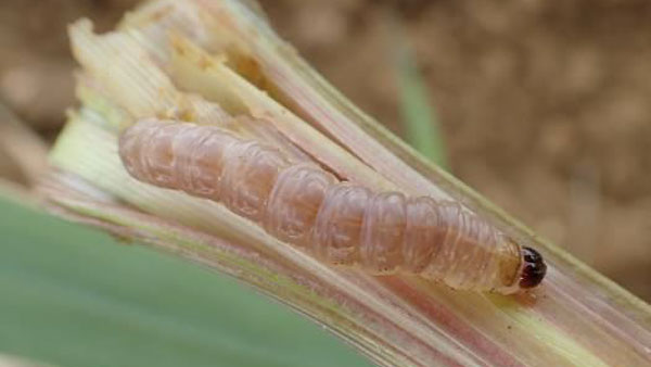 図4：イネヨトウ幼虫（写真提供：沖縄県病害虫防除技術センター）