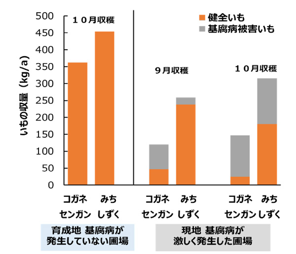「みちしずく」と「コガネセンガン」の育成地（宮崎県都城市）および基腐病発生圃場（鹿児島県鹿屋市）における収量性の比較（令和3年）