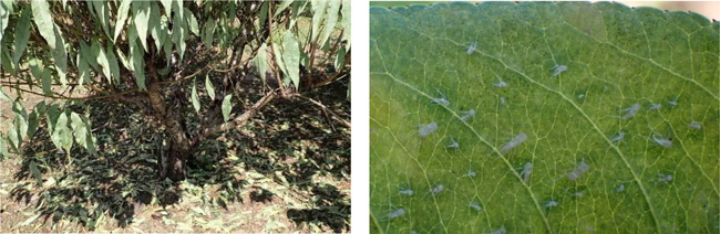 図5：激しい加害によるハナモモの早期落葉、図6：被害葉の裏に付着する脱皮殻
