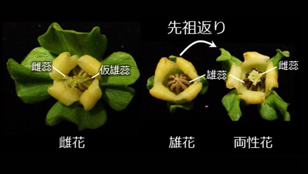栽培柿における両性花への先祖返り