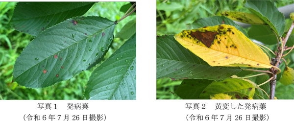 写真1：発病葉（2024年7月26日撮影）と写真2：黄変した発病葉（2024年7月26日撮影）（提供：福島県病害虫防除所）