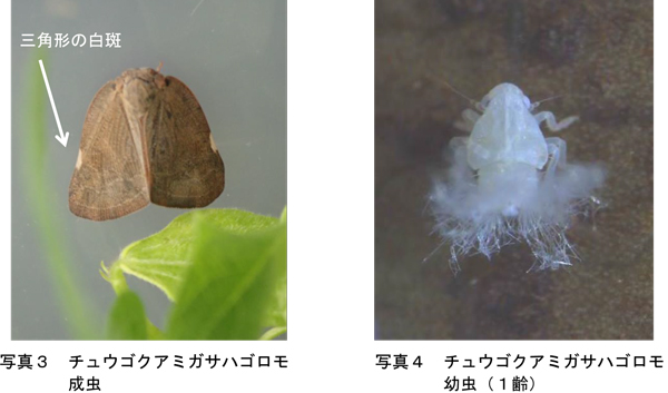 写真3　チュウゴクアミガサハゴロモ成虫と写真4　チュウゴクアミガサハゴロモ幼虫（1齢）（提供：富山県農林水産総合技術センター農業研究所病理昆虫課）