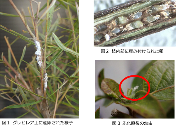図1：グレビレア上に産卵された様子、図2：枝内部に産み付けられた卵、図3：ふ化直後の幼虫（提供：大阪府病害虫防除グループ）