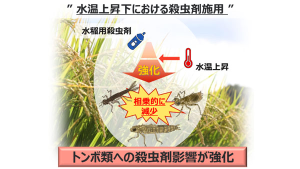 殺虫剤と水田の水温上昇　トンボ類に与える影響を解明　近畿大など研究グループ