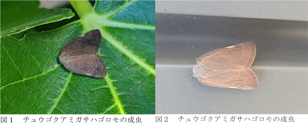 図1、図2：チュウゴクアミガサハゴロモの成虫（提供：長野県農業試験場）
