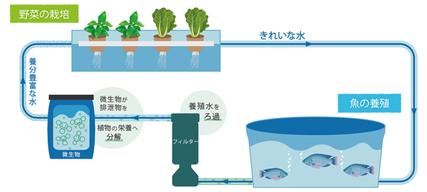 循環型農業「アクアポニックス」