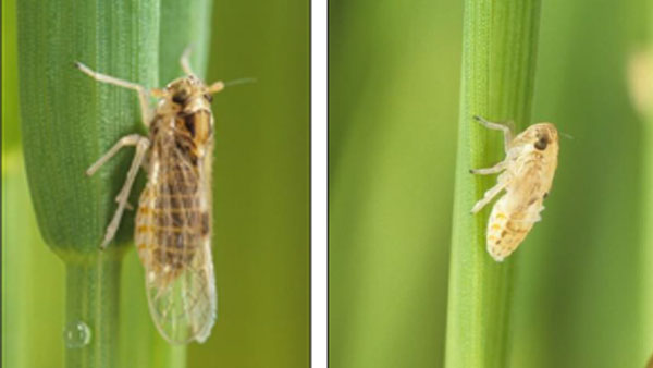 写真1：イネ縞葉枯病ウイルスを媒介するヒメトビウンカ（左）成虫と（右）幼虫（写真提供：滋賀県病害虫防除所）
