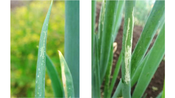 図1：ネギハモグリバエによる舐食痕（左）と被害（提供：岩手県病害虫防除所）