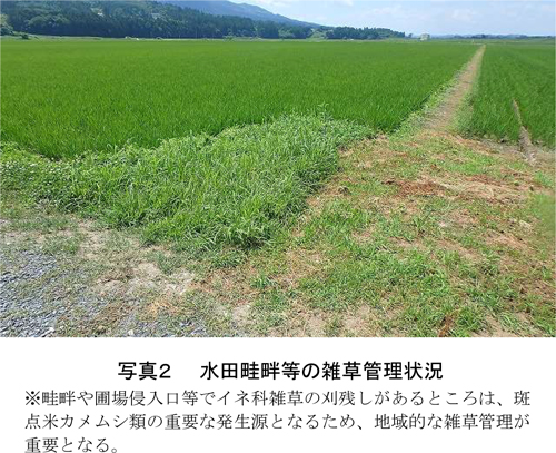 写真2：水田畦畔等の雑草管理状況　※畦畔や圃場侵入口等でイネ科雑草の刈残しがあるところは、斑点米カメムシ類の重要な発生源となるため、地域的な雑草管理が重要となる（提供：岩手県病害虫防除所）