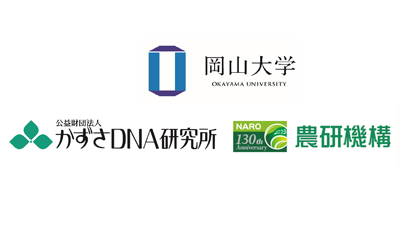 栽培柿の高精度全ゲノム解読　果実や性別の進化を解明　岡山大学s.jpg