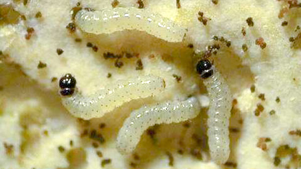 シロイチモジヨトウ若齢幼虫（体長約2ミリ）（写真提供：埼玉県病害虫防除所）