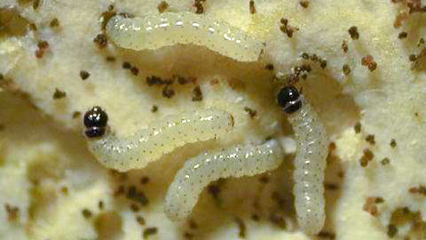 シロイチモジヨトウ若齢幼虫（体長約2ミリ）（写真提供：埼玉県病害虫防除所）