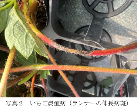 写真2：いちご炭疽病。ランナーの伸長病斑（提供：愛媛県病害虫防除所）