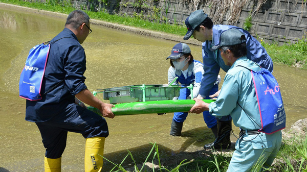 アイガモロボを放鳥する髙樋市長と有機ムツニシキ生産者