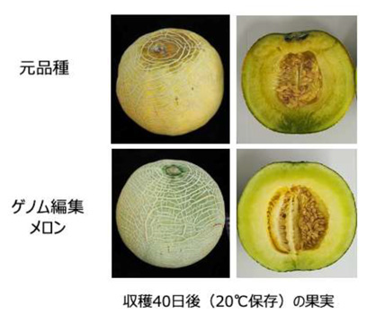 図1：高日持ち性メロンは収穫後1ヶ月以上長持ちする
