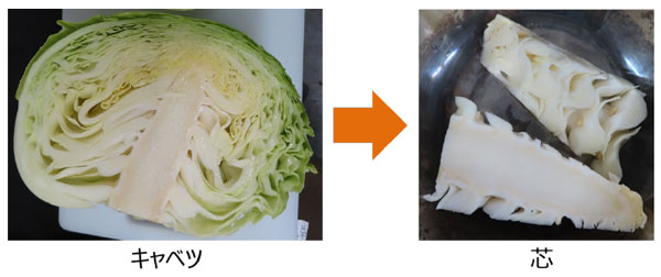 キャベツおよびキャベツの芯。キャベツの玉を半分に割ったもの（左）と玉から切除・回収したキャベツの芯