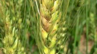 【注意報】麦類に赤かび病　県内全域で多発のおそれ　佐賀県