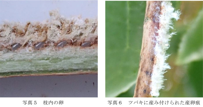 左から、写真5：枝内の卵、写真6：ツバキに産み付けられた産卵痕（提供：京都府病害虫防除所）