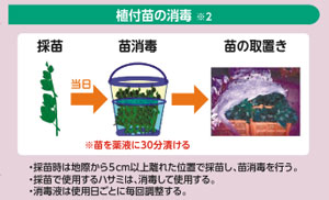 サツマイモ基腐病対策の防除暦の一部