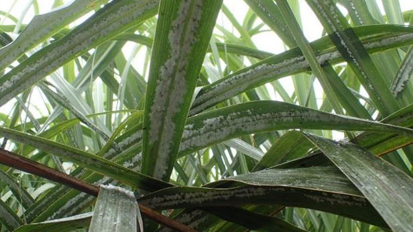 図3：葉裏に寄生してコロニーを形成（写真提供：沖縄県病害虫防除技術センター）