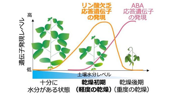 乾燥ストレスの初期段階にリン酸欠乏応答が生じることを実証