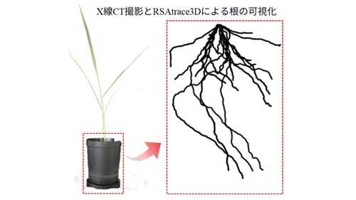 干ばつを生き抜くイネの戦略　RIイメージング技術で初めて捉えた根の水分に対する応答
