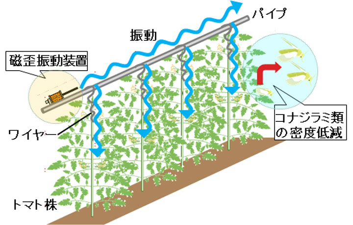 磁歪振動装置を設置したトマト株の模式図