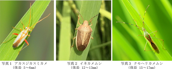 写真1：アカスジカスミカメ。体長5～6mm、写真2：イネカメムシ。体長12～13mm、写真3：クモヘリカメムシ。（提供：広島県西部農業技術指導所）