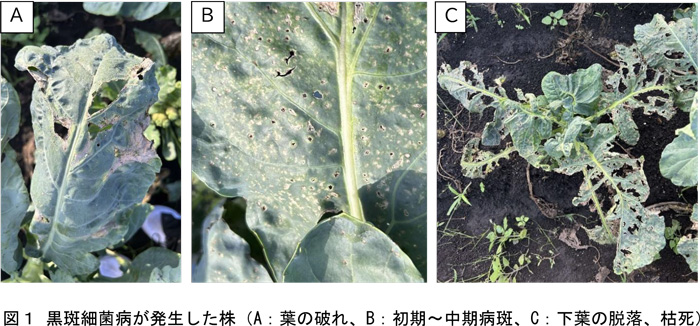 図1：黒斑細菌病が発生した株（A：葉の破れ、B：初期～中期病斑、C：下葉の脱落、枯死）（提供：鳥取県病害虫防除所）