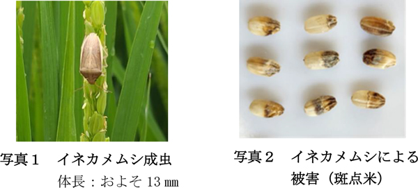 写真1：イネカメムシ成虫。体長：およそ13ｍｍと写真2：イネカメムシによる被害（斑点米）（提供：群馬県農業技術センター）