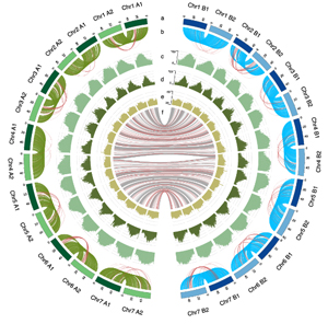 図2：ワサビゲノムの特徴。サブゲノム内染色体および間の遺伝子の並びの保存性