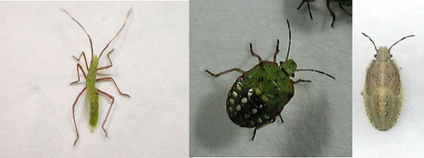 カメムシ幼虫。左から、クモヘリカメムシ、ミナミアオカメムシ、イネカメムシ（写真提供：福岡県病害虫防除所）