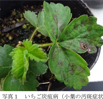 写真1：いちご炭疽病。小葉の汚斑症状（提供：愛媛県病害虫防除所）