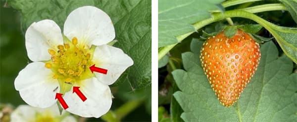 イチゴの花に寄生するアザミウマ類成虫 .jpg