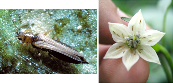 ヒラズハナアザミウマの成虫（左）とピーマンの花を食害するアザミウマ（提供：大分県農林水産研究指導センター農業研究部）