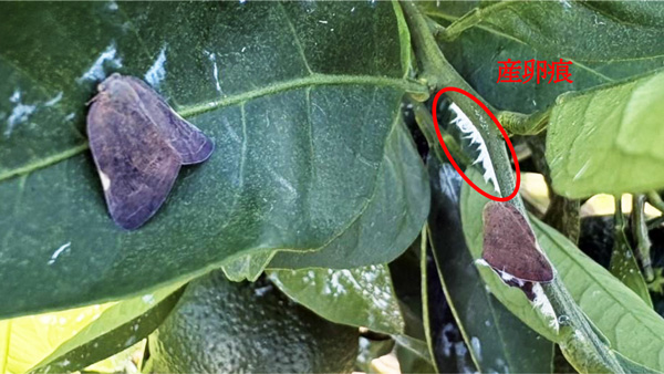 写真3：ウンシュウミカンに寄生する成虫（提供：広島県西部農業技術指導所）